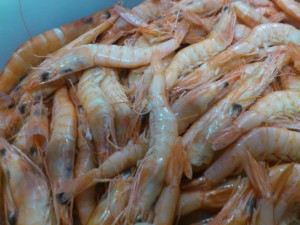 gambas cocidas1